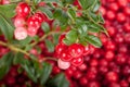 Fresh cowberry with green leaves