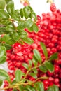 Fresh cowberry with green leaves