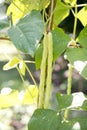 Fresh cowpea from vegetable garden