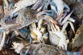 Fresh crab in basket Royalty Free Stock Photo