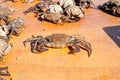 Fresh crab caught in the morning Royalty Free Stock Photo