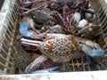fresh crab caught from the sea