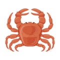 Fresh crab with claws. Marine and river crustacean animals. Food ingredient, delicacy. Flat cartoon vector illustration isolated