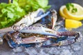 Fresh crab for cooked food at restaurant or seafood market / Raw crab on ice with spices lemon and salad lettuce on the dark plate Royalty Free Stock Photo