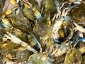 Small abdomen of crabs, curl body, bucket of crabs Royalty Free Stock Photo