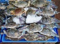 Fresh crab with ice on a tray in a market in Thailand Royalty Free Stock Photo