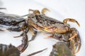 Fresh crab rock, wild freshwater crab on water, forest crab or stone crab river Royalty Free Stock Photo