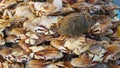 Fresh crab at a seafood market.