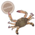 Fresh crab on white background detailed vector