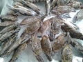 Fresh crabs on dispaly for sale during in market. seafood. Royalty Free Stock Photo