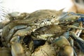 Fresh crabs at a fish market