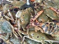 Fresh crabs in fish market Royalty Free Stock Photo