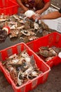 Fresh crabs from fishery boat at port