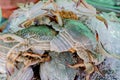 Fresh crabs in the market, thailand