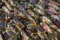 Fresh crabs prepare to sell on street food market