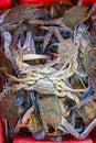 fresh crabs in a red basket for buy Royalty Free Stock Photo