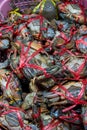 Fresh crabs in seafood market. arthropod phylum. armature and claw concept. Fresh sea crab that are bound and prepare to sell in f