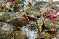 Fresh crabs in seafood market. arthropod phylum. armature and claw concept. Fresh sea crab that are bound and prepare to sell in f Royalty Free Stock Photo