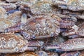 Fresh crabs in seafood market