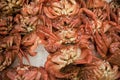 Fresh crabs at Tsukiji fish market in central Tokyo, Japan Royalty Free Stock Photo