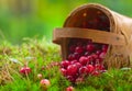 Fresh cranberries in a basket