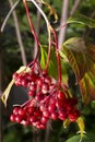 Fresh Cranberries