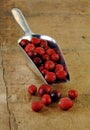 Fresh Cranberries Spilling out of a Metal Scoop.