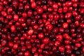 Fresh Cranberry fruits background