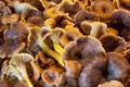 Fresh Craterellus tubaeformis mushrooms Royalty Free Stock Photo