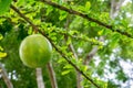 Fresh Crescentia cujete on Calabash Tree in the park Royalty Free Stock Photo