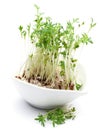 Fresh cress Royalty Free Stock Photo