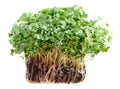 Fresh cress Royalty Free Stock Photo