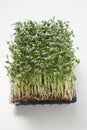 Fresh cress Royalty Free Stock Photo