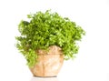 Fresh cress herb in a pot over white Royalty Free Stock Photo