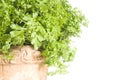 Fresh cress herb in a pot over white Royalty Free Stock Photo