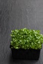 Fresh cress salad on grey stonebackground Royalty Free Stock Photo