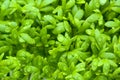 Fresh cress salad with water drops Royalty Free Stock Photo