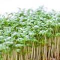 Fresh cress sprouts Royalty Free Stock Photo