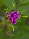 Fresh crimson rose on blurred background of green