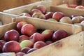 Fresh crisp apples in wood crates at local market Royalty Free Stock Photo