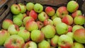 Fresh crisp apples in a wooden basket