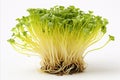 Fresh and crisp bean sprouts on a clean white background for advertisements and packaging designs