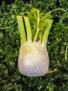 Fennel on a bed of curly parsley