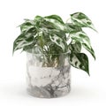 Fresh and Crisp: Marble Queen Pothos on White Background