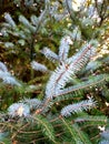 Fresh and Crisp Pine Tree Leaves