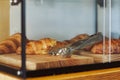 Fresh croissants on a wooden tray