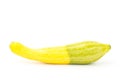 Fresh crookneck squash Royalty Free Stock Photo