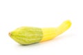 Fresh crookneck squash Royalty Free Stock Photo