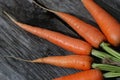 Fresh crop of carrots tie beam Royalty Free Stock Photo