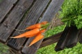 Fresh crop of carrots tie beam Royalty Free Stock Photo